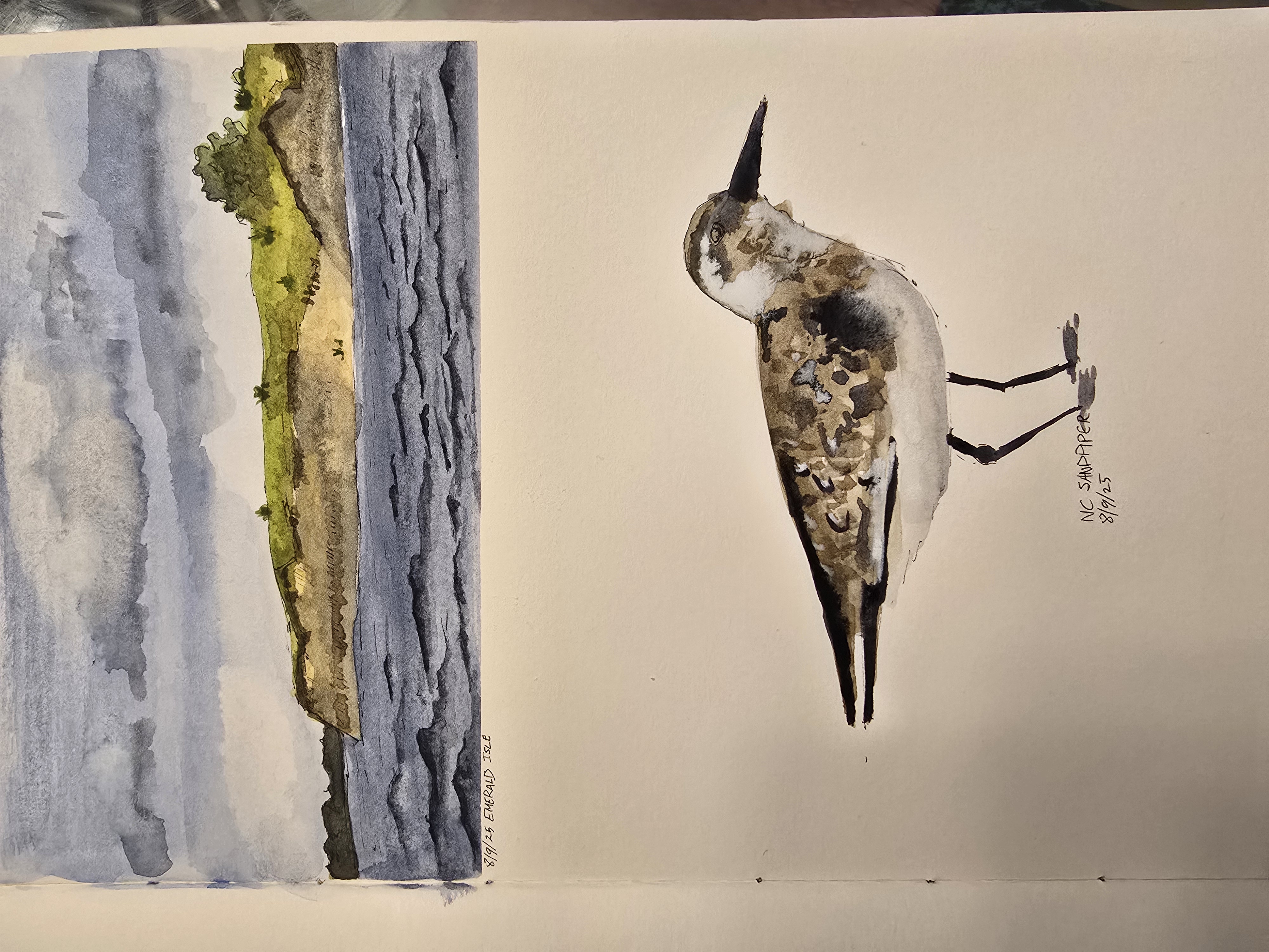 sandpiper